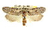  ( - CCDB-15726-F06)  @11 [ ] CreativeCommons - Attribution (2011) ANIC/CBG Photography Group Centre for Biodiversity Genomics