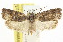  ( - CCDB-15726-H03)  @11 [ ] CreativeCommons - Attribution (2011) ANIC/CBG Photography Group Centre for Biodiversity Genomics