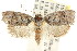  ( - CCDB-15727-B01)  @11 [ ] CreativeCommons - Attribution (2011) ANIC/CBG Photography Group Centre for Biodiversity Genomics