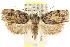  ( - CCDB-15727-B05)  @11 [ ] CreativeCommons - Attribution (2011) ANIC/CBG Photography Group Centre for Biodiversity Genomics