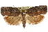  ( - CCDB-15728-A08)  @11 [ ] CreativeCommons - Attribution (2011) ANIC/CBG Photography Group Centre for Biodiversity Genomics