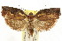  ( - CCDB-15728-A10)  @11 [ ] CreativeCommons - Attribution (2011) ANIC/CBG Photography Group Centre for Biodiversity Genomics