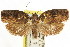  ( - CCDB-15728-A11)  @11 [ ] CreativeCommons - Attribution (2011) ANIC/CBG Photography Group Centre for Biodiversity Genomics