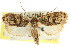  ( - CCDB-15728-B04)  @11 [ ] CreativeCommons - Attribution (2011) ANIC/CBG Photography Group Centre for Biodiversity Genomics