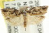  ( - CCDB-15728-B05)  @13 [ ] CreativeCommons - Attribution (2011) ANIC/CBG Photography Group Centre for Biodiversity Genomics