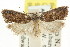  ( - CCDB-15728-B09)  @11 [ ] CreativeCommons - Attribution (2011) ANIC/CBG Photography Group Centre for Biodiversity Genomics