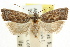  ( - CCDB-15728-C03)  @11 [ ] CreativeCommons - Attribution (2011) ANIC/CBG Photography Group Centre for Biodiversity Genomics