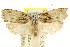  ( - CCDB-15728-E08)  @11 [ ] CreativeCommons - Attribution (2011) ANIC/CBG Photography Group Centre for Biodiversity Genomics