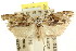 ( - CCDB-15728-E09)  @11 [ ] CreativeCommons - Attribution (2011) ANIC/CBG Photography Group Centre for Biodiversity Genomics