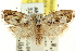  ( - CCDB-15728-F01)  @11 [ ] CreativeCommons - Attribution (2011) ANIC/CBG Photography Group Centre for Biodiversity Genomics