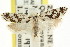  ( - CCDB-15728-H04)  @11 [ ] CreativeCommons - Attribution (2011) ANIC/CBG Photography Group Centre for Biodiversity Genomics