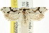  ( - CCDB-15729-A03)  @12 [ ] CreativeCommons - Attribution (2011) ANIC/CBG Photography Group Centre for Biodiversity Genomics