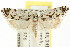  ( - CCDB-15729-A11)  @11 [ ] CreativeCommons - Attribution (2011) ANIC/CBG Photography Group Centre for Biodiversity Genomics