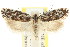  ( - CCDB-15729-D07)  @13 [ ] CreativeCommons - Attribution (2011) ANIC/CBG Photography Group Centre for Biodiversity Genomics