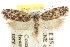  ( - CCDB-15729-D11)  @13 [ ] CreativeCommons - Attribution (2011) ANIC/CBG Photography Group Centre for Biodiversity Genomics