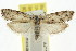  ( - CCDB-15729-H04)  @11 [ ] CreativeCommons - Attribution (2011) ANIC/CBG Photography Group Centre for Biodiversity Genomics
