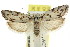  ( - CCDB-15729-H07)  @11 [ ] CreativeCommons - Attribution (2011) ANIC/CBG Photography Group Centre for Biodiversity Genomics