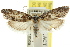  ( - CCDB-15729-H08)  @11 [ ] CreativeCommons - Attribution (2011) ANIC/CBG Photography Group Centre for Biodiversity Genomics
