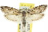  ( - CCDB-15729-H11)  @11 [ ] CreativeCommons - Attribution (2011) ANIC/CBG Photography Group Centre for Biodiversity Genomics