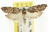  ( - CCDB-15730-A04)  @11 [ ] CreativeCommons - Attribution (2011) ANIC/CBG Photography Group Centre for Biodiversity Genomics