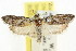  ( - CCDB-15730-A05)  @11 [ ] CreativeCommons - Attribution (2011) ANIC/CBG Photography Group Centre for Biodiversity Genomics