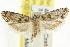  ( - CCDB-15730-B05)  @12 [ ] CreativeCommons - Attribution (2011) ANIC/CBG Photography Group Centre for Biodiversity Genomics