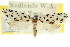  ( - CCDB-15730-C04)  @11 [ ] CreativeCommons - Attribution (2011) ANIC/CBG Photography Group Centre for Biodiversity Genomics