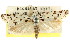  ( - CCDB-15730-C09)  @11 [ ] CreativeCommons - Attribution (2011) ANIC/CBG Photography Group Centre for Biodiversity Genomics