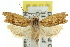  ( - CCDB-15730-E02)  @11 [ ] CreativeCommons - Attribution (2011) ANIC/CBG Photography Group Centre for Biodiversity Genomics