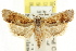  ( - CCDB-15730-E03)  @14 [ ] CreativeCommons - Attribution (2011) ANIC/CBG Photography Group Centre for Biodiversity Genomics