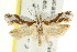  ( - CCDB-15730-E11)  @13 [ ] CreativeCommons - Attribution (2011) ANIC/CBG Photography Group Centre for Biodiversity Genomics