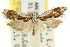  ( - CCDB-15730-F06)  @14 [ ] CreativeCommons - Attribution (2011) ANIC/CBG Photography Group Centre for Biodiversity Genomics