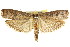  (Thymiatris - CCDB-15732-G08)  @15 [ ] CreativeCommons - Attribution (2011) ANIC/CBG Photography Group Centre for Biodiversity Genomics