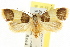  ( - CCDB-15733-A02)  @14 [ ] CreativeCommons - Attribution (2011) ANIC/CBG Photography Group Centre for Biodiversity Genomics
