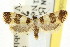  ( - CCDB-15733-B03)  @11 [ ] CreativeCommons - Attribution (2011) ANIC/CBG Photography Group Centre for Biodiversity Genomics