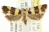  ( - CCDB-15733-B04)  @14 [ ] CreativeCommons - Attribution (2011) ANIC/CBG Photography Group Centre for Biodiversity Genomics