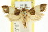  ( - CCDB-15733-B07)  @11 [ ] CreativeCommons - Attribution (2011) ANIC/CBG Photography Group Centre for Biodiversity Genomics
