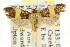  ( - CCDB-15733-B08)  @12 [ ] CreativeCommons - Attribution (2011) ANIC/CBG Photography Group Centre for Biodiversity Genomics