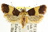  ( - CCDB-15733-B10)  @11 [ ] CreativeCommons - Attribution (2011) ANIC/CBG Photography Group Centre for Biodiversity Genomics