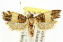  ( - CCDB-15733-B12)  @11 [ ] CreativeCommons - Attribution (2011) ANIC/CBG Photography Group Centre for Biodiversity Genomics