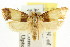  ( - CCDB-15733-C02)  @13 [ ] CreativeCommons - Attribution (2011) ANIC/CBG Photography Group Centre for Biodiversity Genomics