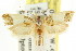  ( - CCDB-15733-C03)  @11 [ ] CreativeCommons - Attribution (2011) ANIC/CBG Photography Group Centre for Biodiversity Genomics