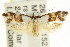  ( - CCDB-15733-C09)  @15 [ ] CreativeCommons - Attribution (2011) ANIC/CBG Photography Group Centre for Biodiversity Genomics