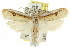  (Compsotorna oligarchica - CCDB-15733-F03)  @15 [ ] CreativeCommons - Attribution (2011) ANIC/CBG Photography Group Centre for Biodiversity Genomics