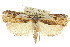  ( - CCDB-15733-F07)  @15 [ ] CreativeCommons - Attribution (2011) ANIC/CBG Photography Group Centre for Biodiversity Genomics