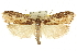  ( - CCDB-15733-F10)  @11 [ ] CreativeCommons - Attribution (2011) ANIC/CBG Photography Group Centre for Biodiversity Genomics