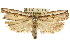  ( - CCDB-15733-G01)  @13 [ ] CreativeCommons - Attribution (2011) ANIC/CBG Photography Group Centre for Biodiversity Genomics