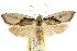  ( - CCDB-15733-G12)  @11 [ ] CreativeCommons - Attribution (2011) ANIC/CBG Photography Group Centre for Biodiversity Genomics