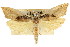  ( - CCDB-15733-H01)  @11 [ ] CreativeCommons - Attribution (2011) ANIC/CBG Photography Group Centre for Biodiversity Genomics