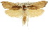  ( - CCDB-15733-H02)  @11 [ ] CreativeCommons - Attribution (2011) ANIC/CBG Photography Group Centre for Biodiversity Genomics